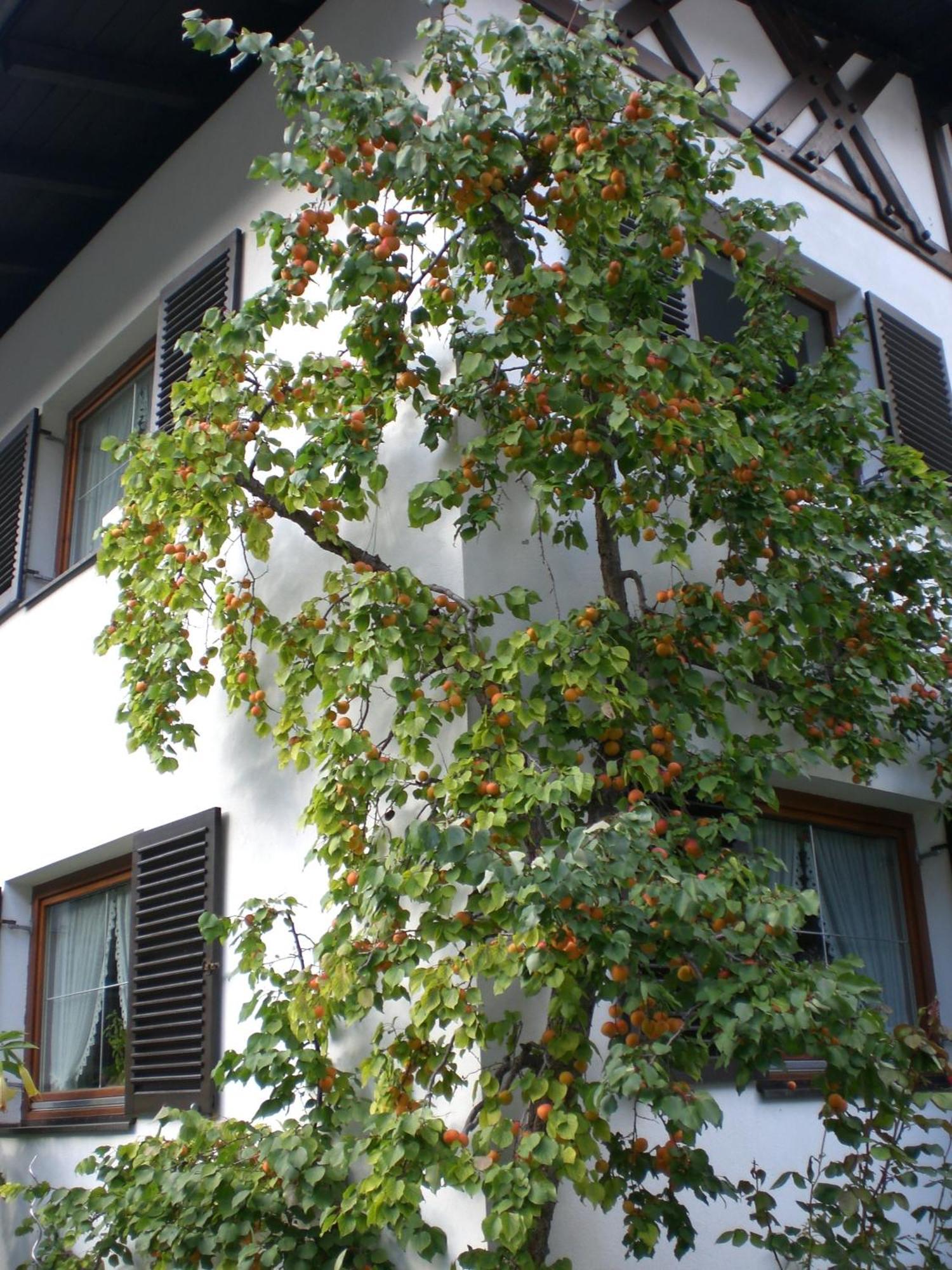 Ferienwohnung Familie Hoefler Langenfeld Bagian luar foto